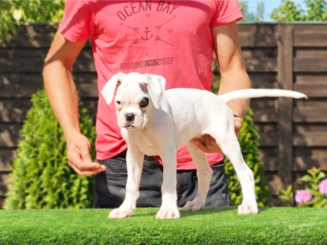 Boxer puppy for sale
