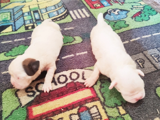 Boxer puppy for sale