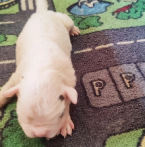 Boxer puppy for sale