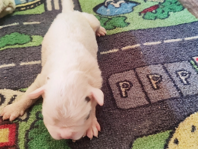 Boxer puppy for sale