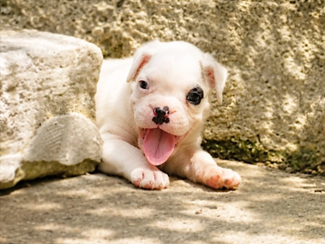 Boxer puppy for sale