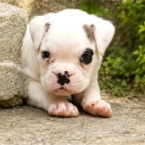 Jupiter, white with markings Boxer for sale