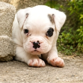 Boxer puppy for sale