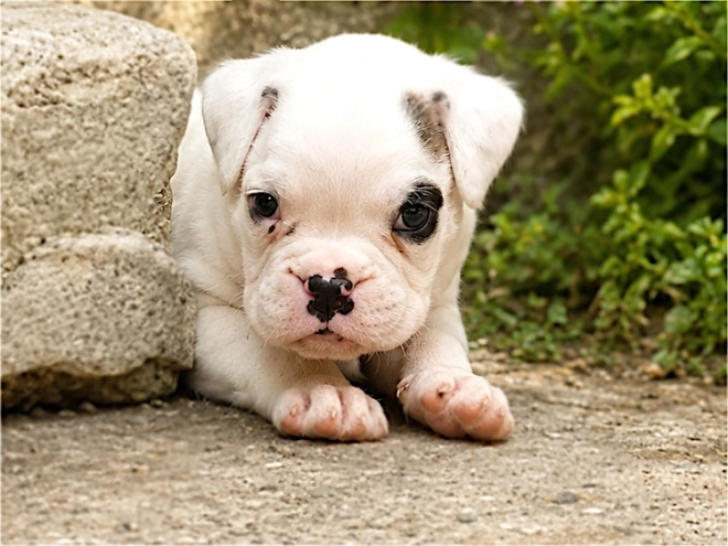 Boxer puppy for sale