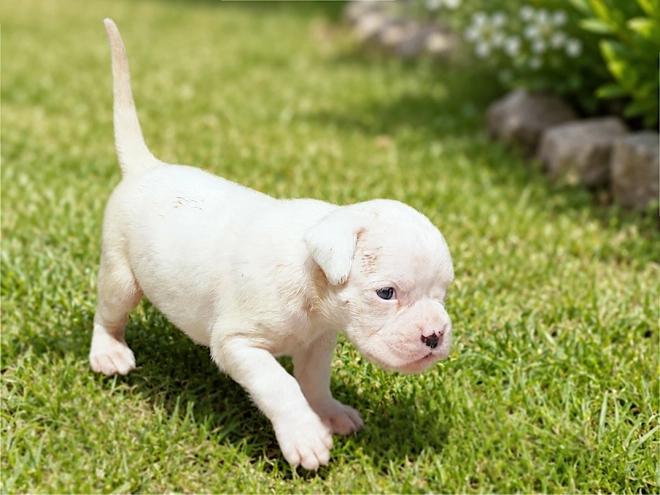 Boxer puppy for sale