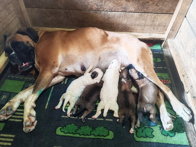Boxer puppy for sale