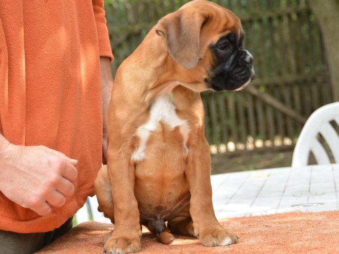 Boxer Welpe kaufen