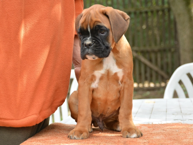 Boxer Welpe kaufen