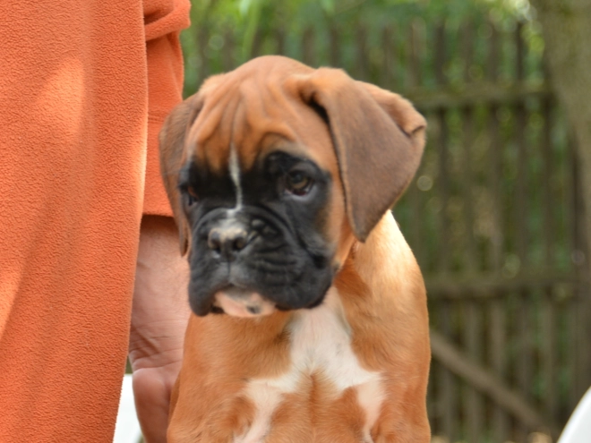 Boxer Welpe kaufen