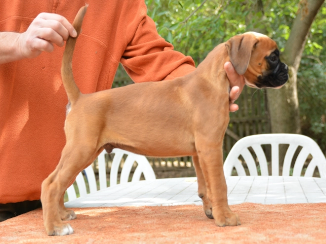 Boxer Welpe kaufen
