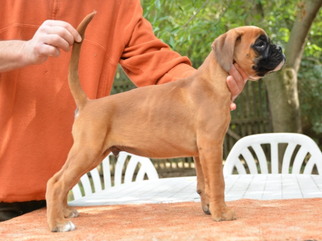 Boxer Welpe kaufen