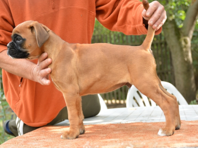 Boxer Welpe kaufen