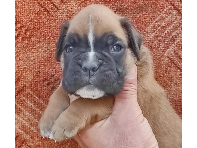 Boxer Welpe kaufen