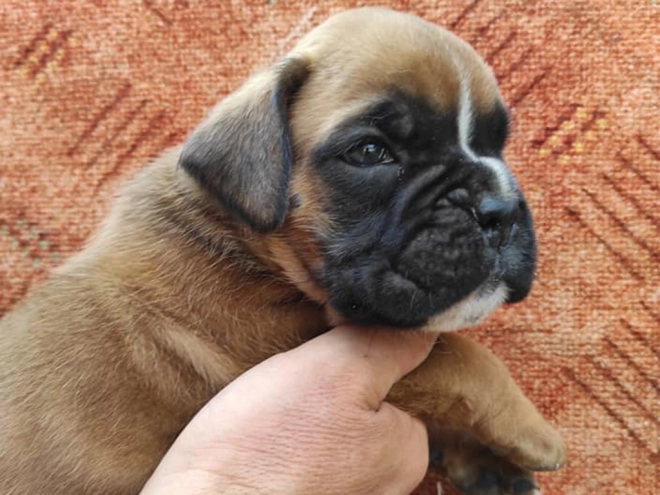Boxer Welpe kaufen