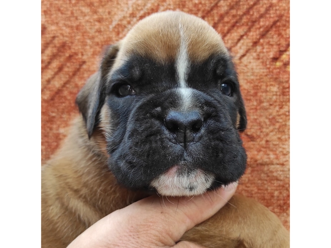 Boxer Welpe kaufen