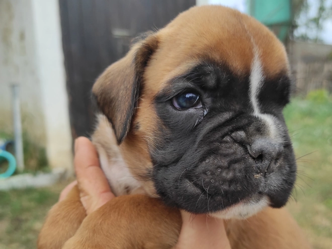 Boxer Welpe kaufen