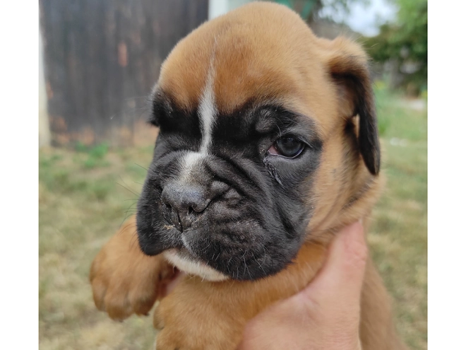 Boxer Welpe kaufen