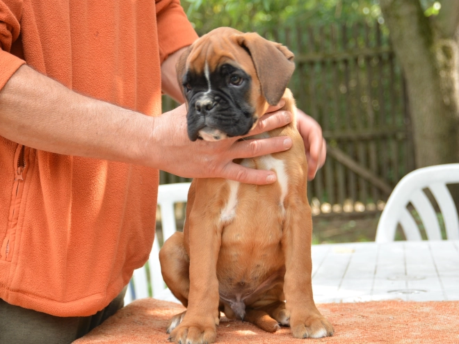 Boxer Welpe kaufen