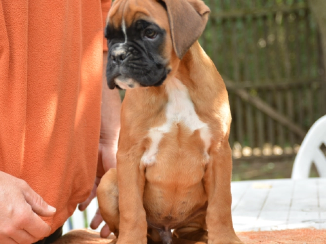 Boxer Welpe kaufen