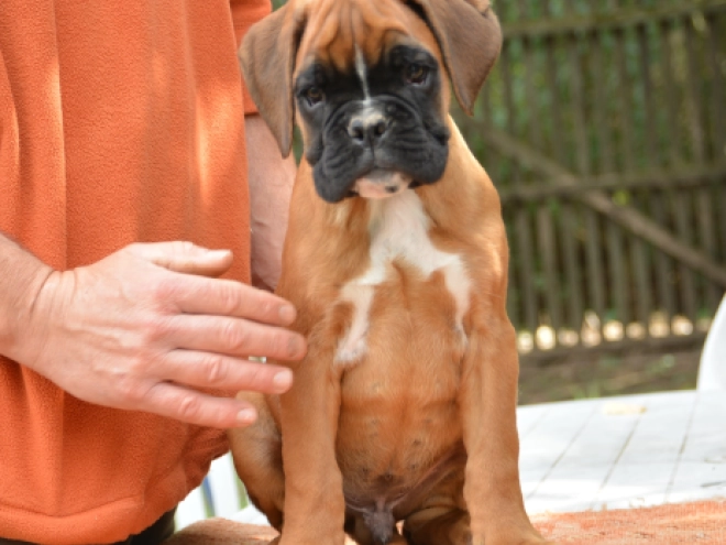 Boxer Welpe kaufen