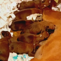 Promising litter!, yellow with white markings Boxer en venta