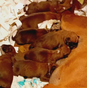 Perros Boxer en venta