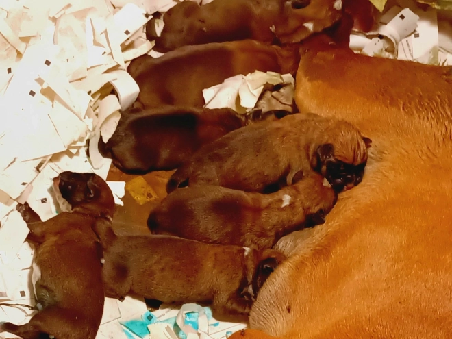 Perros Boxer en venta