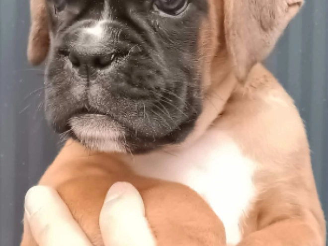 Perros Boxer en venta