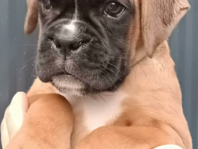Perros Boxer en venta
