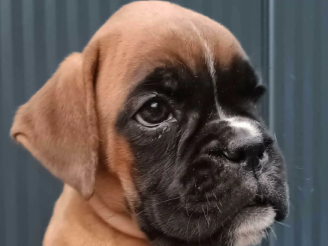 Perros Boxer en venta