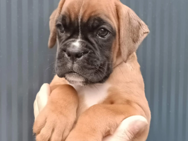 Perros Boxer en venta