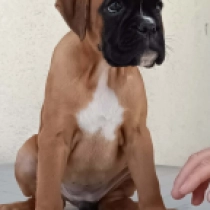 Dakota, yellow Boxer en venta