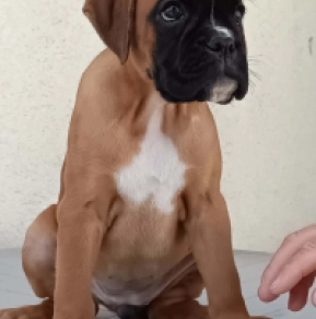 Perros Boxer en venta