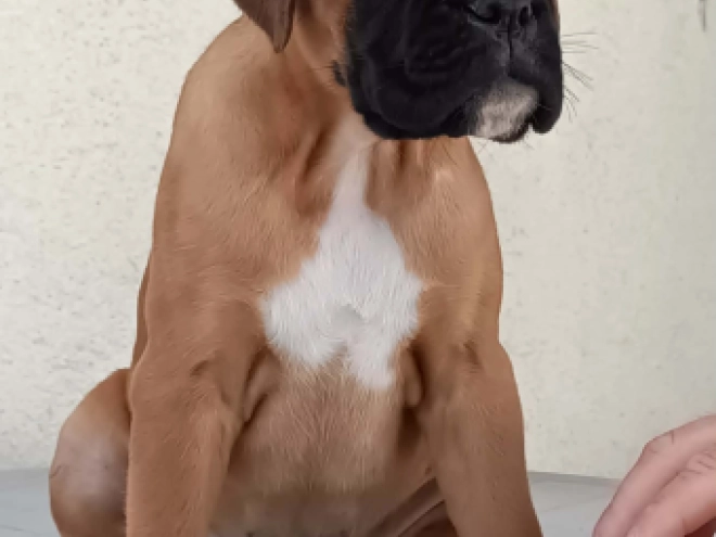 Perros Boxer en venta
