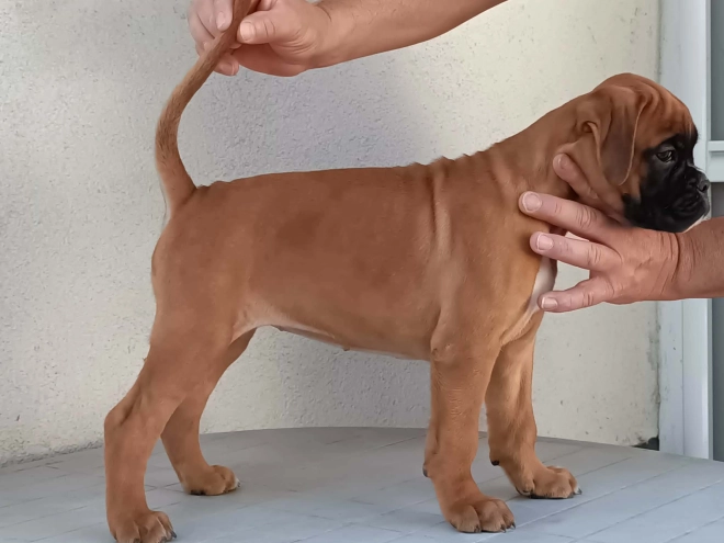Perros Boxer en venta