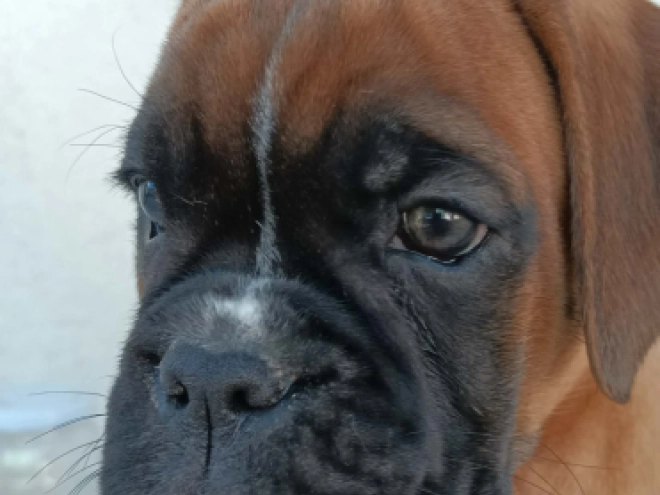 Perros Boxer en venta