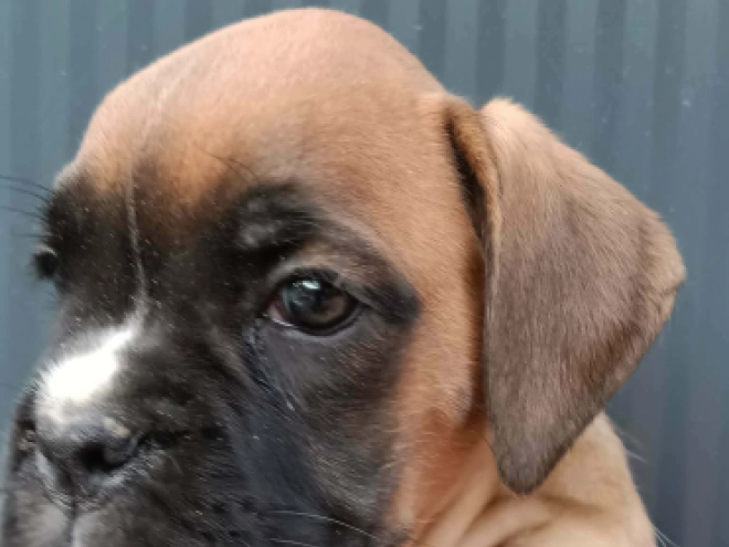 Perros Boxer en venta