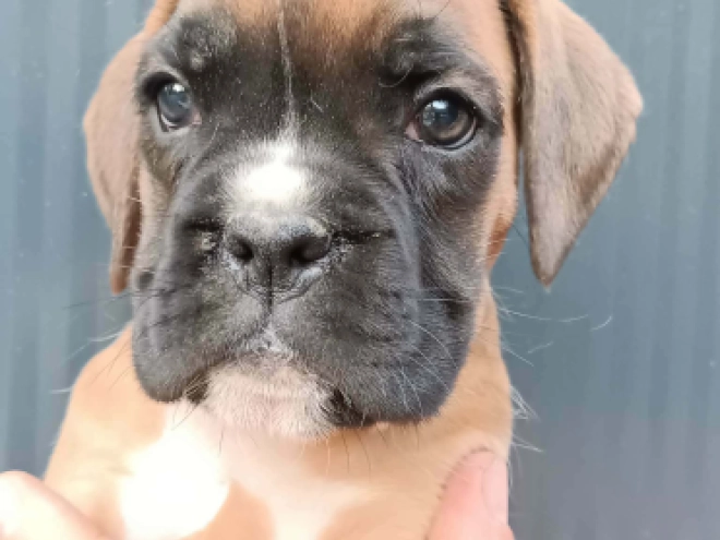 Perros Boxer en venta