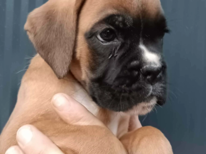 Perros Boxer en venta