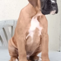 Dalton, yellow Boxer en venta
