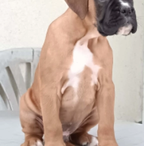 Perros Boxer en venta