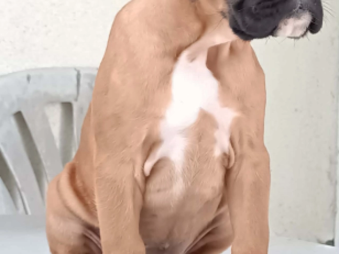 Perros Boxer en venta