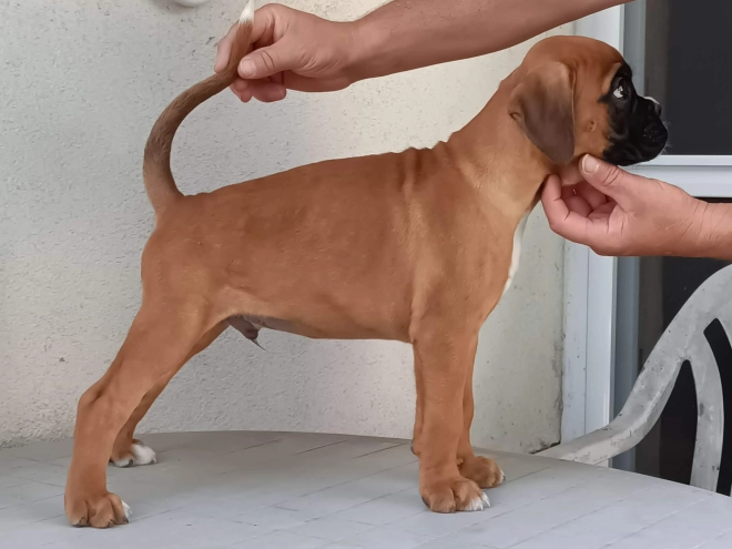 Perros Boxer en venta