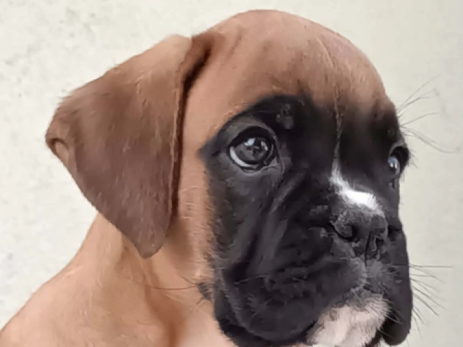 Perros Boxer en venta