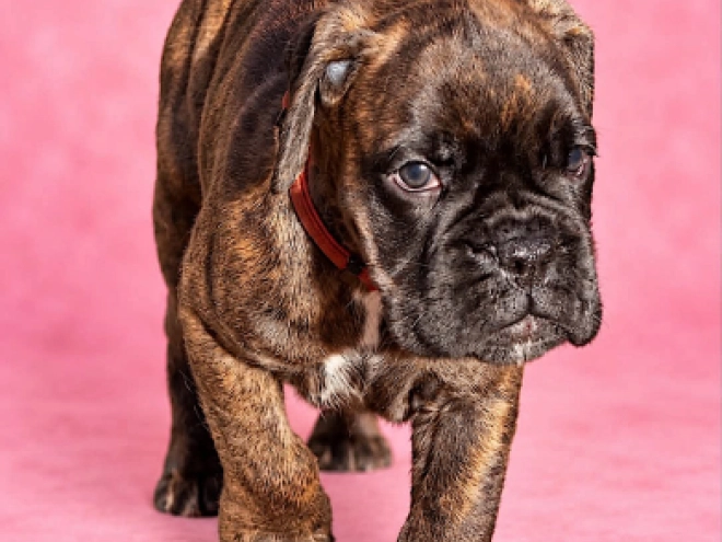 Boxer puppy for sale