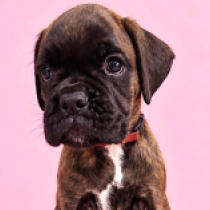 Azira, brindle Boxer en venta