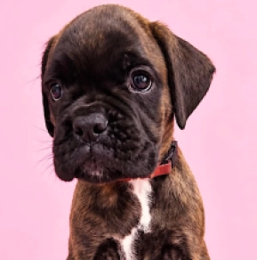 Boxer puppy for sale