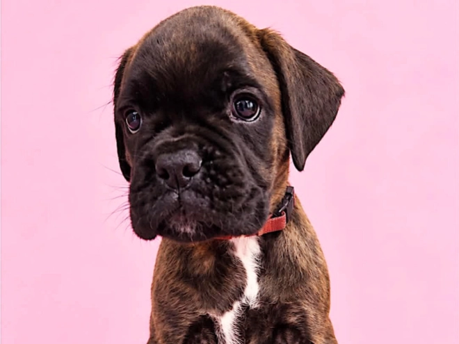 Boxer puppy for sale