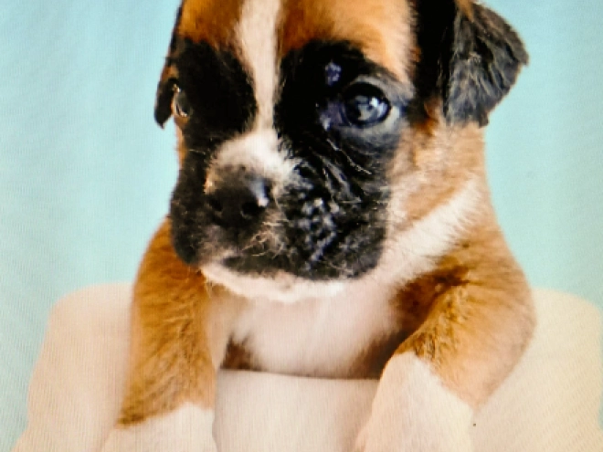 Boxer puppy for sale
