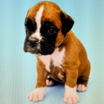 Aqua, red Boxer for sale